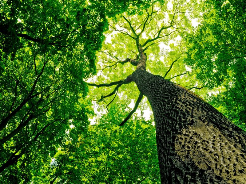 Our Tree Planting Mission