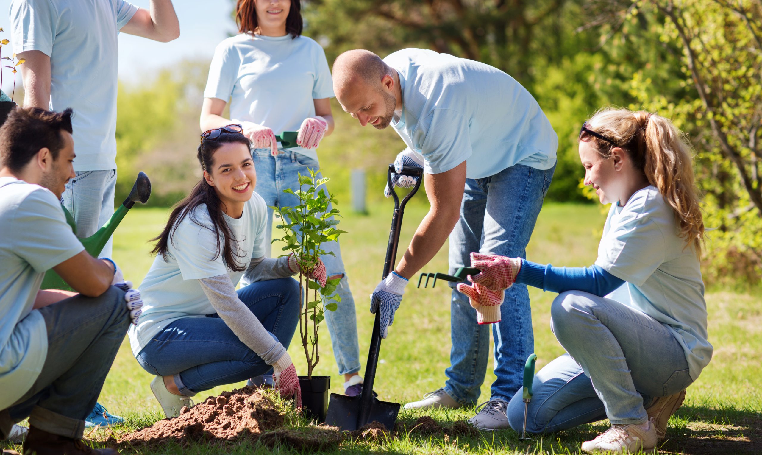 plant-2-trees-Jewel-Renewables