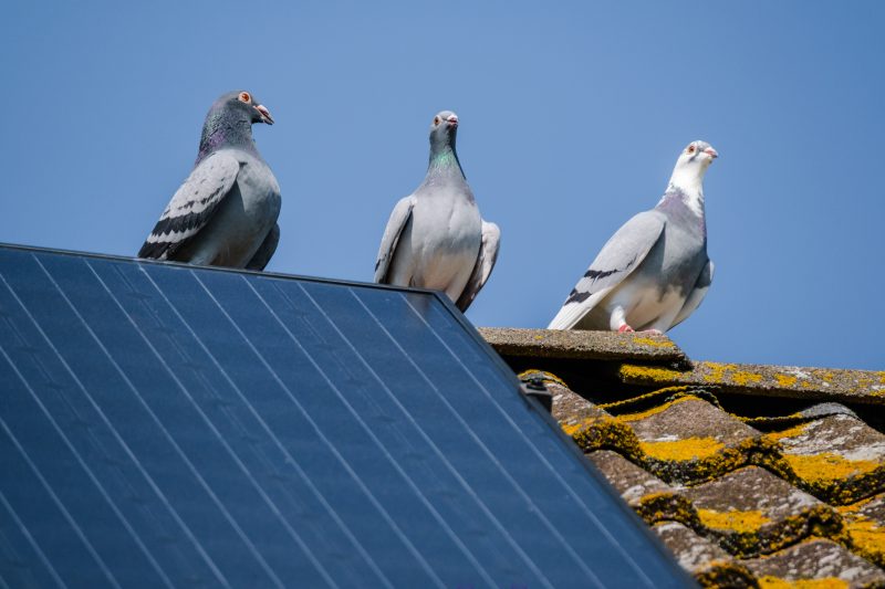 How To Make Solar Panels Pigeon–Proof