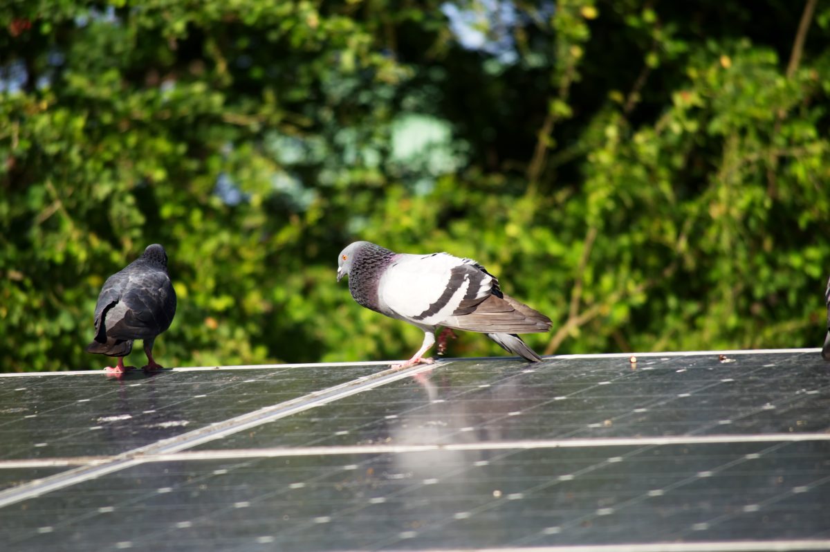 protect solar panels bird mesh