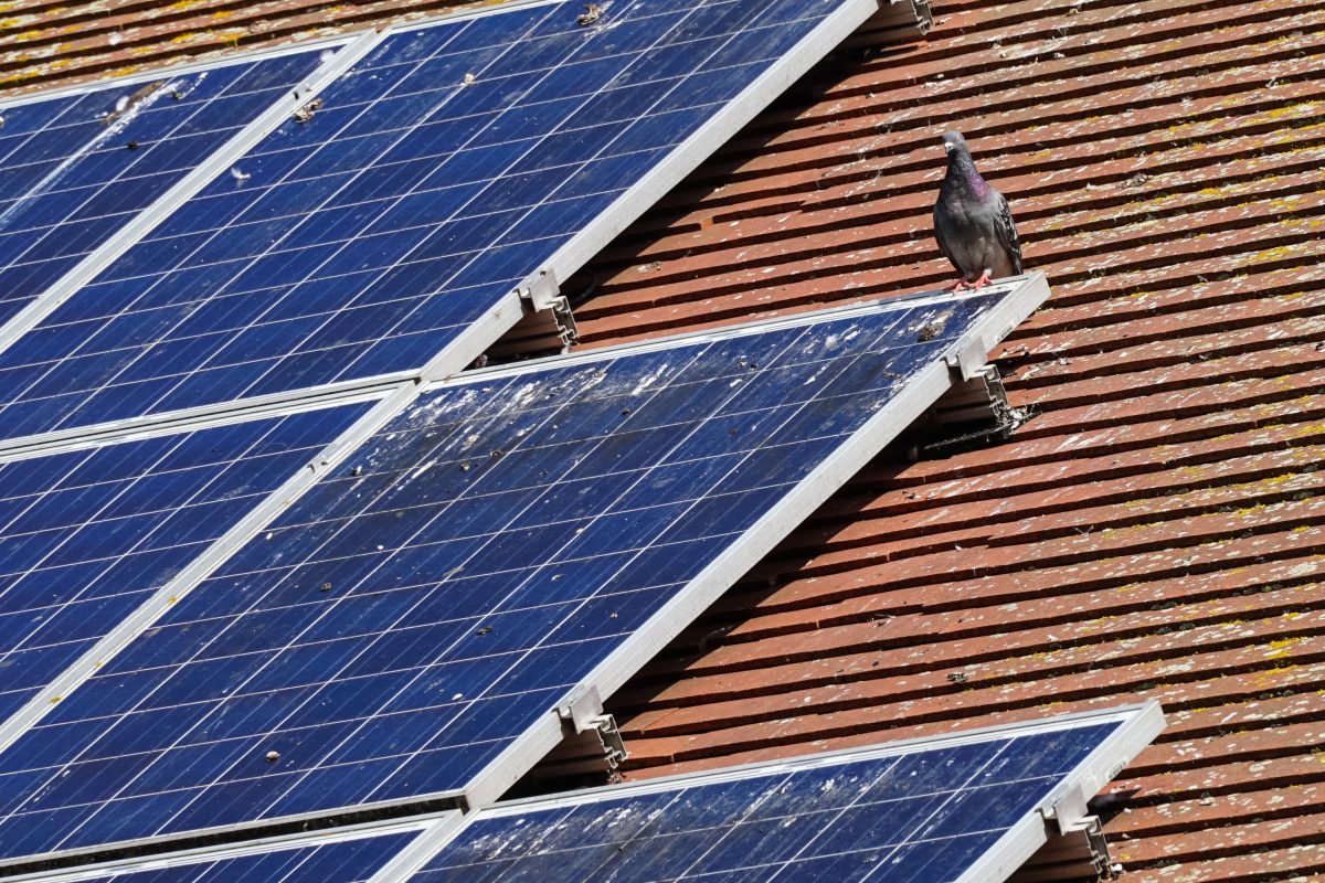 bird poo on solar panels