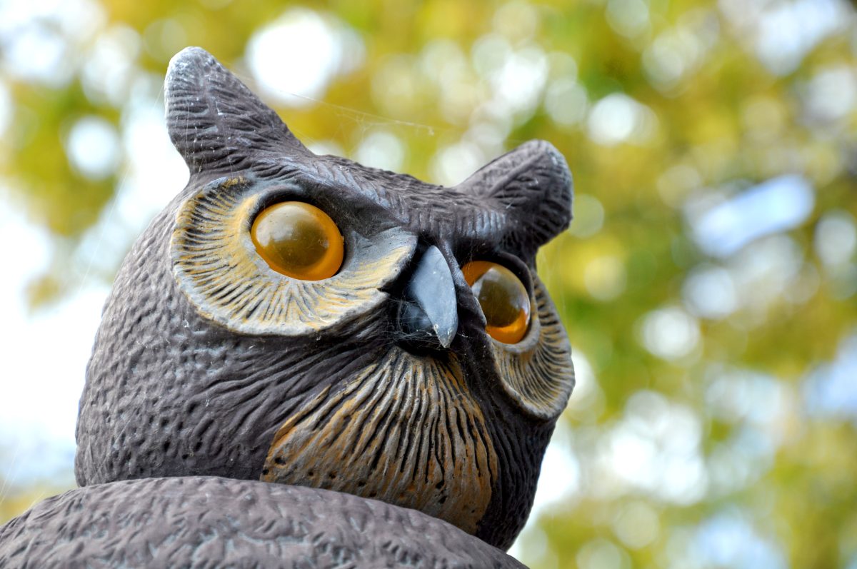 decoy birds protect solar panels